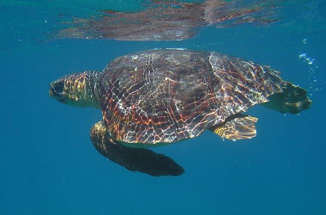 Ayer por la tarde estuve charlando un buen rato con el profesor Luis Cardona sobre las tortugas bobas (Caretta caretta), de las cuales me contó cosas curiosísimas que no sabía.