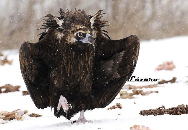 El buitre negro es una de las aves rapaces más grandes del Viejo Mundo, y también se llama “buitre monje”.