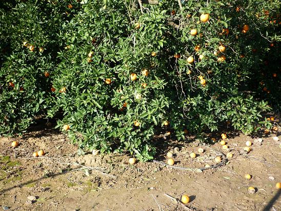Quizás los olivos y los naranjos, entre los cultivos arbóreos, y las fresas, entre los herbáceos, sean los que más están sufriendo los efectos del temporal.