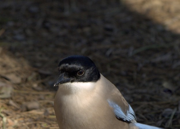 Esta misma especie de rabilargo (Cyanopica cyanea) habita muy lejos, por Manchuria, China y Japón.