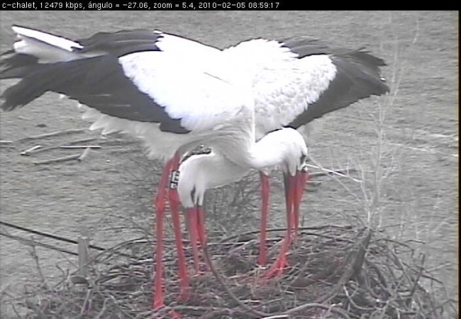 PINCHE AQUÍ PARA SEGUIR LA CRÍA EN DIRECTO EN ESTE NIDO DE CIGÜEÑA SOBRE EL TEJADO DEL CHALET CERCANO AL PALACIO DE DOÑANA