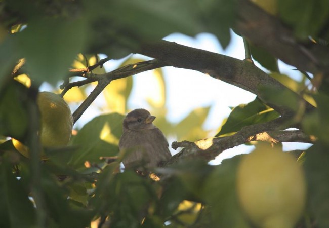 Buenas. En cuanto regresé, la semana pasada, me encontré este gorrión en el limonero y, del que ahora creo reconocer, por la banda clara que va de los ojos a la nuca, que se trata de un gorrión chillón (Petronia petronia)