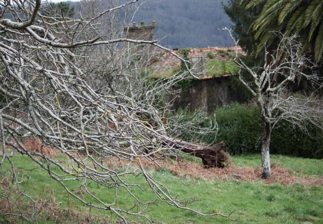 17:55 Dando esta mañana un paseo, me he encontrado con varios árboles caídos, y entre ellos este viejísimo frutal lleno de líquenes amarillos y verdeazules.