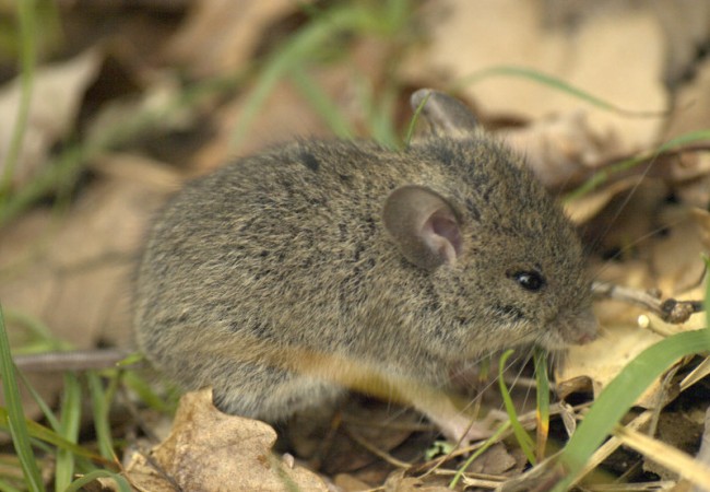 No consigo estar segura de si esta foto que nos ha enviado Cristóbal García es de un ratón de campo o de un topillo común. ¿Qué os parece?