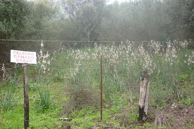 Hace unos días te hablaba de los gamones. He aquí un magnífico gamonal en plena floración.