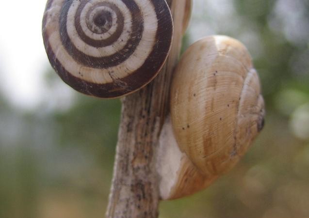 Antiguamente, por su buen olor cuando arde, se añadían al incienso opérculos de algunas especies de caracol.