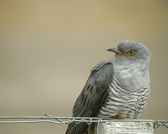 El 7 de marzo de 2008, en una zona de borde adehesada del Parque Natural de los Alcornocales, sobre una tierra sedienta, cantó el cuco en Andalucía. ¿Y este año? ¿Alguien lo oído?