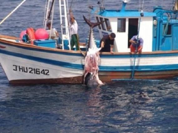 Bocado de orca en un atún rojo