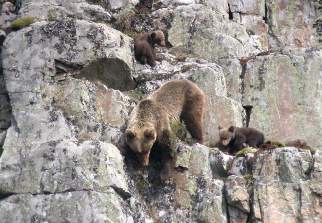 Acabamos de enterarnos y nos parece una maravilla que la Fundación Oso Pardo haya abierto sus propios canales de video para presentar documentos audiovisuales relacionados con el seguimiento y la conservación de los osos cantábricos.
