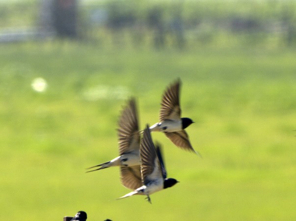 Al ver esta preciosísima fotografía realizada el sábado pasado en la laguna de la Janda, en Zahara de los Atunes, por Cristóbal García Meléndez, me pareció que las aves que están posadas en la alambrada