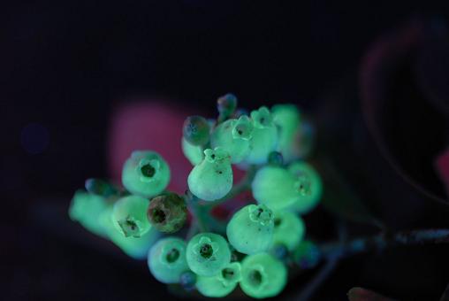 Flor del madroño con rayos ultravioleta