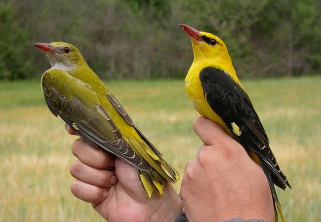 Menos mal que desde África tropical vienen las oropéndolas y por parejas, el macho amarillo y negro, la hembra verdosa, se ponen, nada más llegar, a comer orugas.