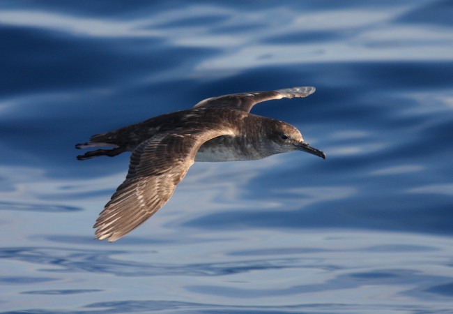 Barcelona (16/03/10) SEO/BirdLife y la Fundación Biodiversidad han organizado los días 15 y 16 de marzo un Taller sobre Aves Marinas para expertos dentro del proyecto LIFE +  INDEMARES “Inventario y designación de la Red Natura 2000 en áreas marinas