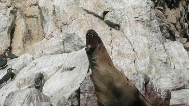 Agradecemos a Luis Javier Rodríguez de Mena el envío de esta fotografía realizada la semana pasada en las Islas Ballestas, en Perú. Es una suerte en este caso que las fotos no atrapen el olor porque imagino que estas islas se parecen a
.