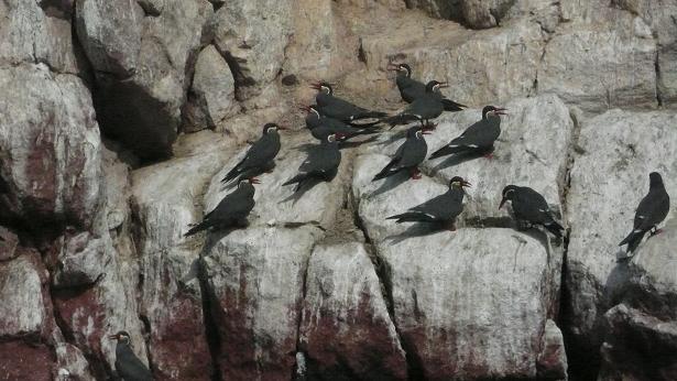 Charranes Incas (Zarcillos) en las islas Ballestas (Perú), hace unos días, fotografiados por Luis Javier Rodríguez de Mena.