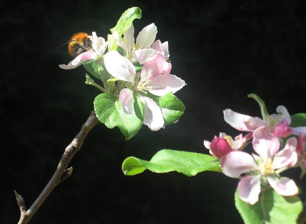 Querida Mónica, te mando una foto de mi manzano en flor, que empezó ya a brotar a finales de enero. 
 
