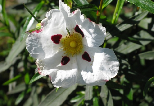 Las flores de la jara tienen manchas rojas sobre los pétalos blancos, como manchas de sangre, o de tinta de amapolas.