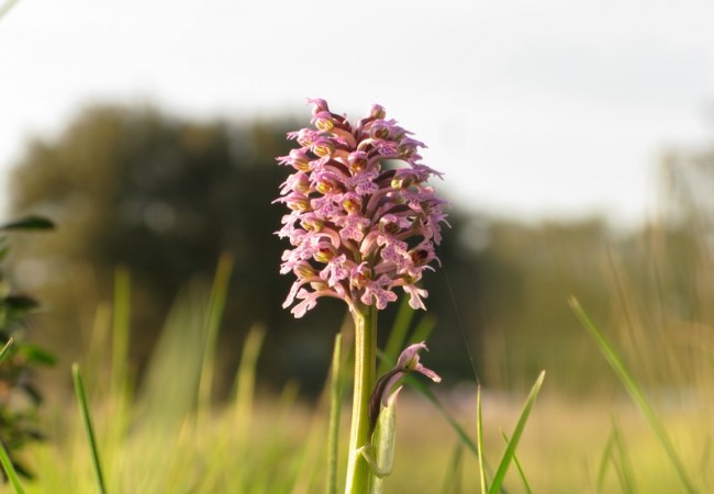 Ejemplar de orquídea Orchis lactea, que