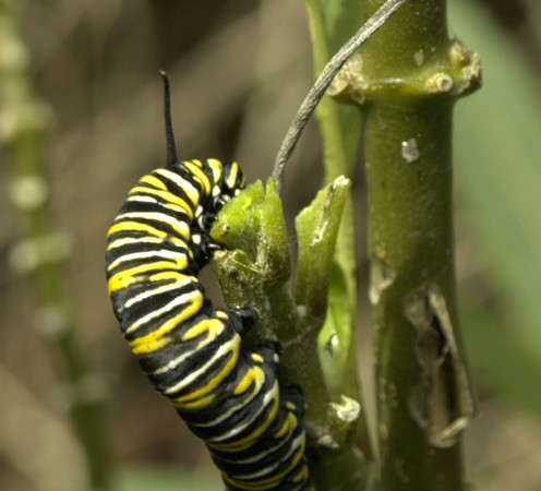 Hola. Os dejo esta foto del gusano y sus colores de la monarca.