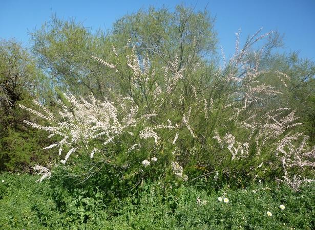 Este año es abundantísima la floración del taraje (Tamarix africanus) como se puede ver en la foto tomada en la margen del río Corbones. En ella se aprecia también el