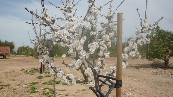 El cerezo que plantaron mis nietos hace dos años está en su primera floración.