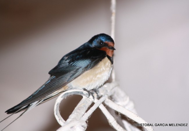 La golondrina