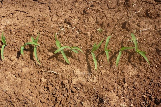 Querida Mónica:
 
Inicié mi oficio de agricultor en la Galicia atlántica, cuando el maíz era su cultivo básico. El mes de mayo constituía el de más trabajo del año.