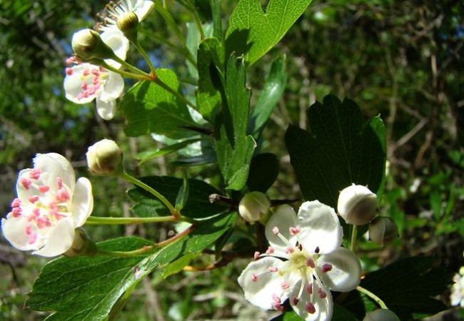 De mi niñez guardo muchos recuerdos, algunos están ligados de alguna manera a la naturaleza, a la fauna y a la flora. En las casas de antaño,