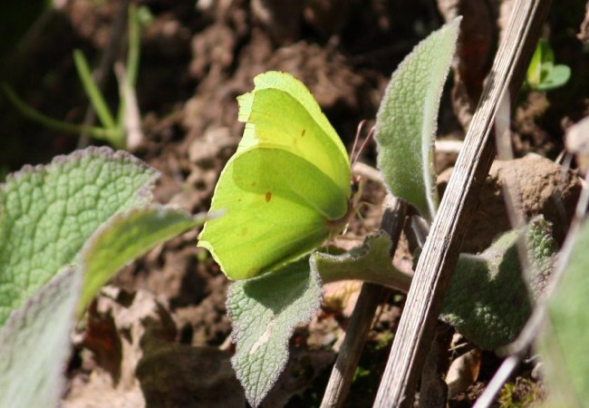 En esta fotografía de una mariposa limonera tomada hace solo unos días se aprecia que sus alas son ya casi, por lo harapientas y rotas, las de un