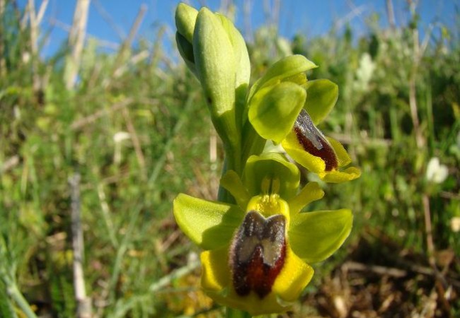 Siempre que se menciona la palabra orquídea, inmediatamente pensamos en lugares remotos, selvas tropicales y parajes semejantes