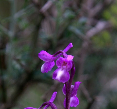 Orquídea