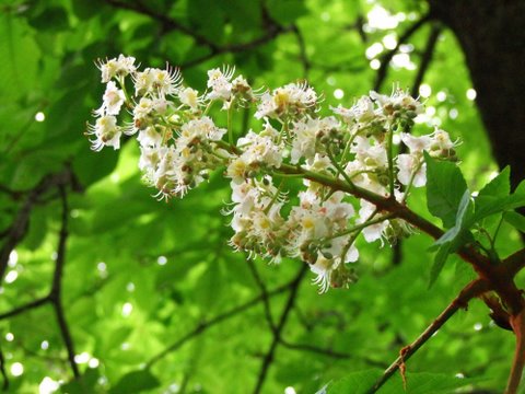 Querida Mónica: Te envío esta fotografía de la flor de un castaño de Indias.