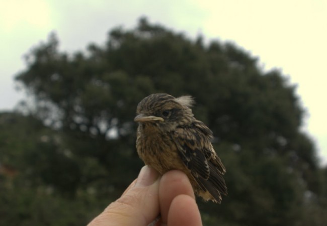 ¿Dónde está la edad de un pájaro?