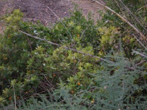 Poco después de ir a Almuñécar para buscar abejorros en los cultivos subtropicales, intenté  encontrar abejorros en las sierras de Jaén, ya que  en esas sierras abunda el madroño,