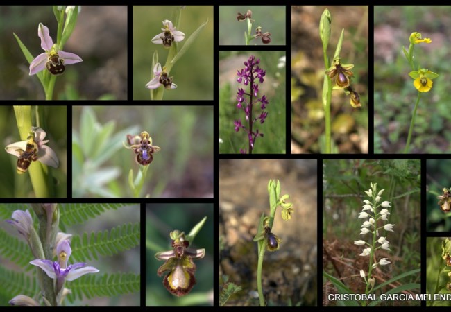 Orquídeas de la serranía de Ronda, un lugar con