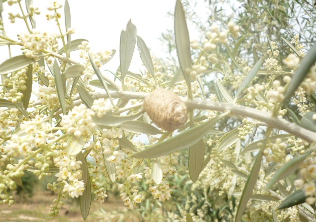 Cuando he visto ahora las fotos me he dado cuenta de que mi cámara digital, automática, ha preferido enfocar al oocito de mantis que a las flores del olivo.