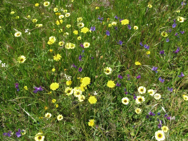 Ya cuando nos acercábamos con el coche, vi sobre las alambradas un macho de collalba rubia, el campo estaba lleno de amapolas y de otras flores que crecen en los caminos,