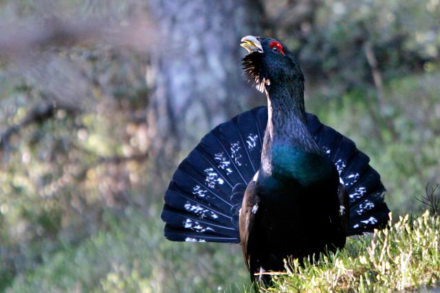 Está fotografía de un urugallo se encuentra entre las que


