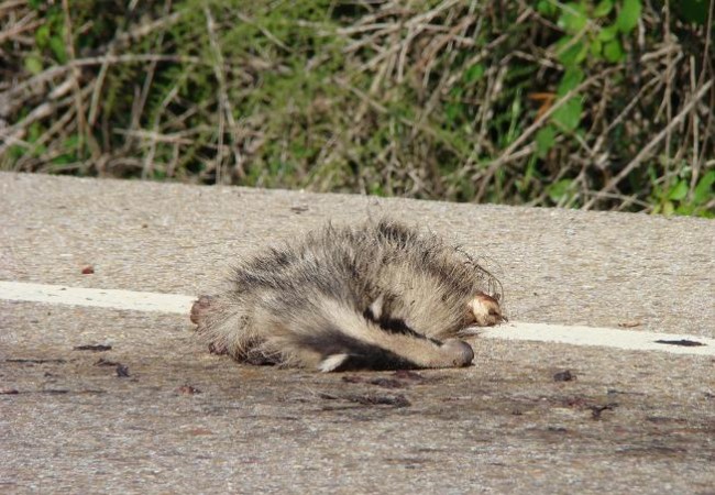 En esta época del año,la actividad de la fauna está en su máximo posible y por ello nuestras aves, nuestros reptiles, nuestros mamíferos, nuestros anfibios, mueren especialmente en las carreteras. Cuando cruzan sobre todo de noche,