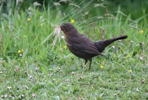 Mirlo común (Turdus merula) hembra haciendo el nido / Aceytuno