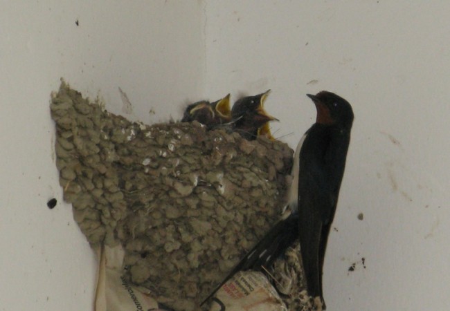 Envío la foto de la golondrina del porche cebando a sus pollos ante nuestra presencia.