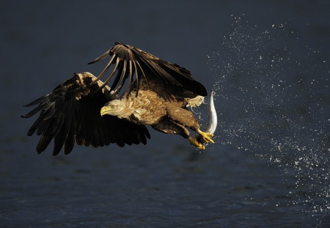 Es curioso que de todas las fotos que, con motivo del estreno mundial de la exposición “Maravillas salvajes de Europa”/”Wild Wonders of Europe” que tendrá lugar en La Haya el próximo 27 de mayo, me fijara en