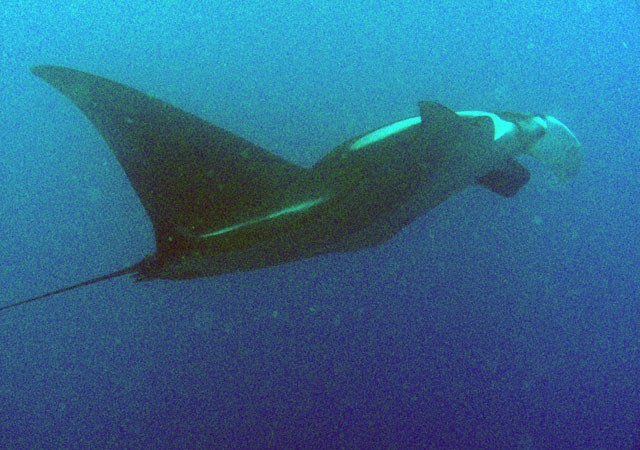 Manta Birostris en el Hoyo de los Feos