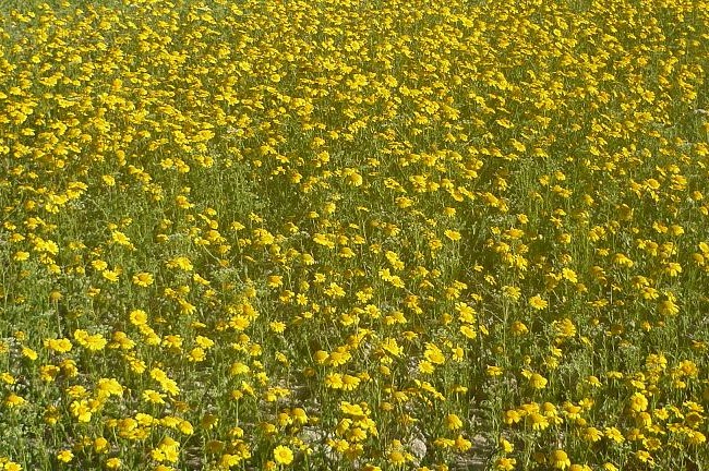 La progresiva sustitución del laboreo mecánico por el químico está provocando múltiples inversiones de flora como consecuencia del mal uso de los herbicidas