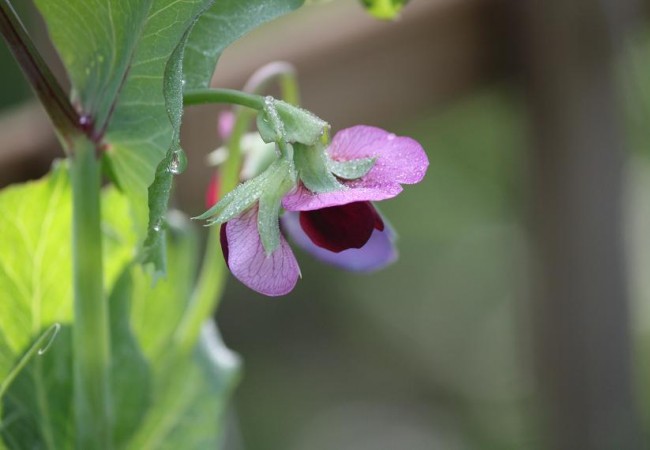 Tras la lluvia de ayer, para quien nunca la haya visto,así ha amanecido hoy la flor, con forma de mariposa, papilonada, del guisante