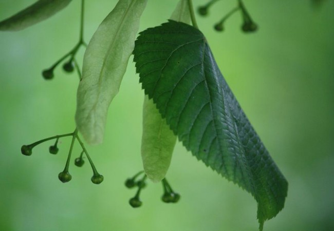 Esa suerte de hoja de la que salen las flores, aún cerradas, del tilo, es la lengüeta con la que
se aumenta