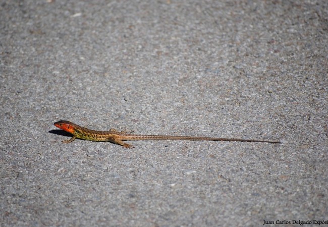 Ahí está esa lagartija colilarga de la fotografía, que como su nombre indica puede tener la cola dos veces más grande que el cuerpo.
