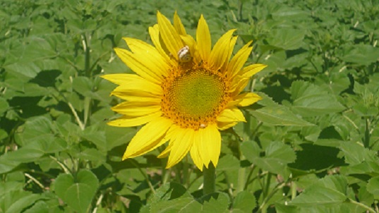 El pasado lunes fotografié esta primera inflorescencia de girasol