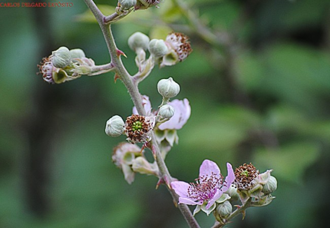 Flor de la zarzamora