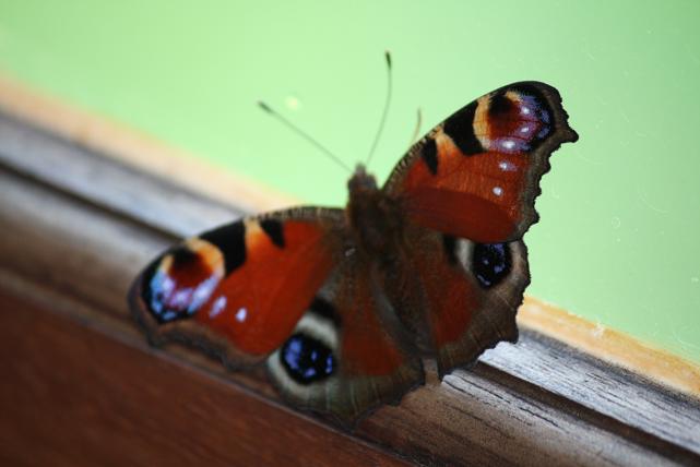 Se trata de una mariposa pavo real Inachis io,